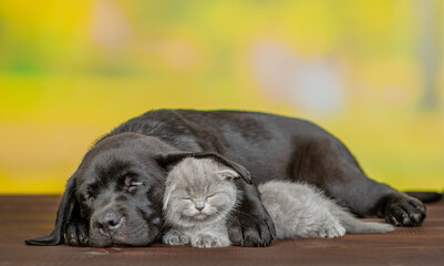 Sleepy Black labrador puppy hugs tiny kitten at summer park. Pets sleep together