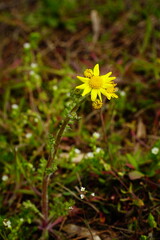 Yellow flower of oxford ragwort on the herbal background