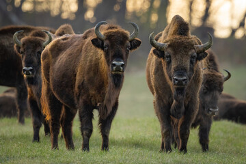 The wild European bison - Bison bonasus in the  Poloniny National park in Slovakia. Wildlife scenery.