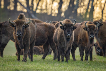 The wild European bison - Bison bonasus in the  Poloniny National park in Slovakia. Wildlife...
