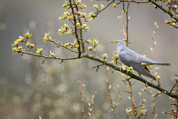 Common cuckoo (Cuculus canorus) on the branch