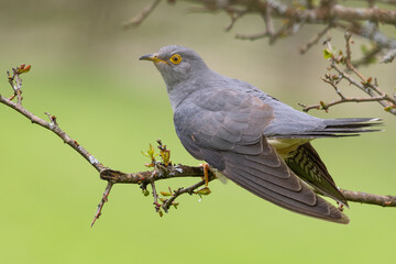 Common cuckoo (Cuculus canorus) on the branch