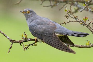 Common cuckoo (Cuculus canorus) on the branch