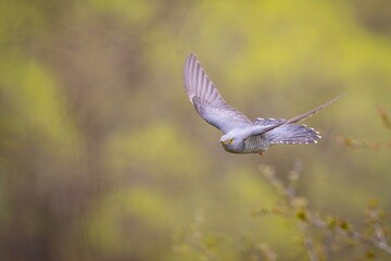 Common Cuckoo in flight / Cuculus canorus ( European Cuckoo)