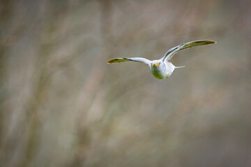 Common Cuckoo in flight / Cuculus canorus ( European Cuckoo)