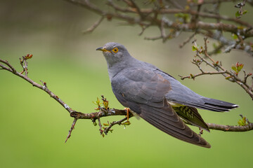 Common cuckoo (Cuculus canorus) on the branch