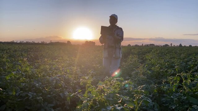 Silhouette woman farmer walking through potato field at golden hour. Female agronomist inputs data using digital tablet in serene summer sunset. Agriculture concept. Beauty tranquility of rural life
