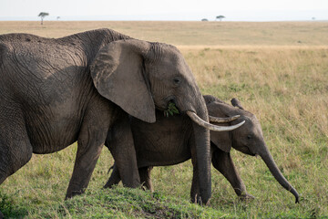 Elephants in the savannah of Kenya, Masai Mara