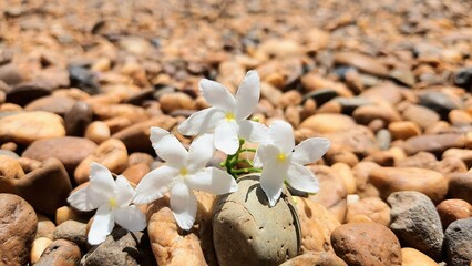 flowers on the rocks 