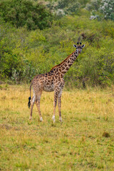 Naklejka na ściany i meble Giraffe in the savannah of kenya, Masai Mara