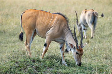 Naklejka na ściany i meble Antelope grazes in the savannah of kenya, Masai Mara