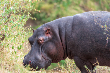 Fototapeta na wymiar hippopotamus resting in the grass, Kenya Masai Mara
