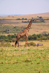 Giraffe in the savannah of kenya, Masai Mara