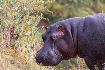 hippopotamus resting in the grass, Kenya Masai Mara