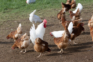 Haushuhn (Gallus gallus domesticus), Hahn