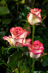 Three red roses together on a green background grow in the garden, top view, close, vertical