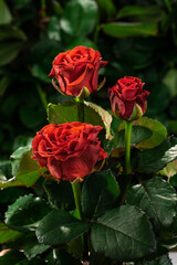 Three red roses together on a green background grow in the garden, top view, close, vertical