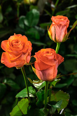 Three orange roses together on a green background grow in the garden, top view, close, vertical