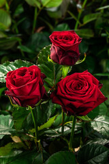 Three red roses together on a green background grow in the garden, top view, close, vertical