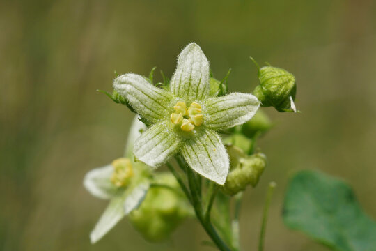 Closeup on a green flowering White bryony, Bryonia dioica wildflower plant