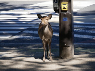 Sika deer crossing the road in Nara, at a zebra crossing