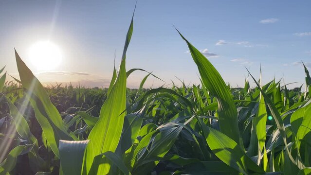 Dolly camera moving along green lush foliage of corn crop against warm summer shiny sun on spectacular blue cloudy sky. It showcasing panoramic view over vast cornfield in golden hour evening time