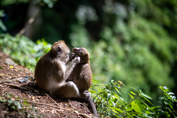 Baby Macaca fascicularis or long tailed monkey with its mother.