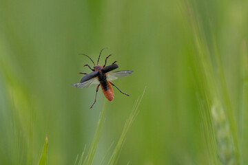 Gemeiner Weichkäfer (Cantharis fusca)