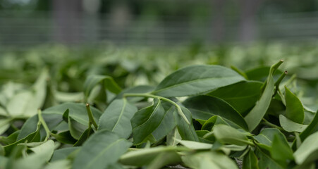 Fresh green tea leaves in drying processing, farm production factory