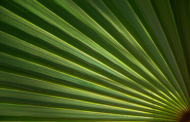 Obraz premium Leaves of Cotton Palm Washingtonia robusta. Green background