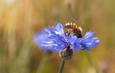 A bee collects honey on blue cornflowers on a bright sunny day. Summer bright background.