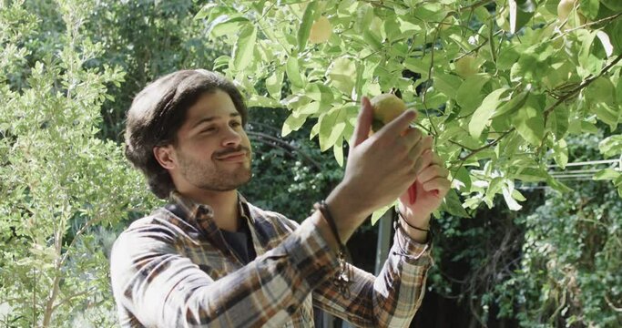 Happy caucasian man picking apple from tree in sunny garden, slow motion
