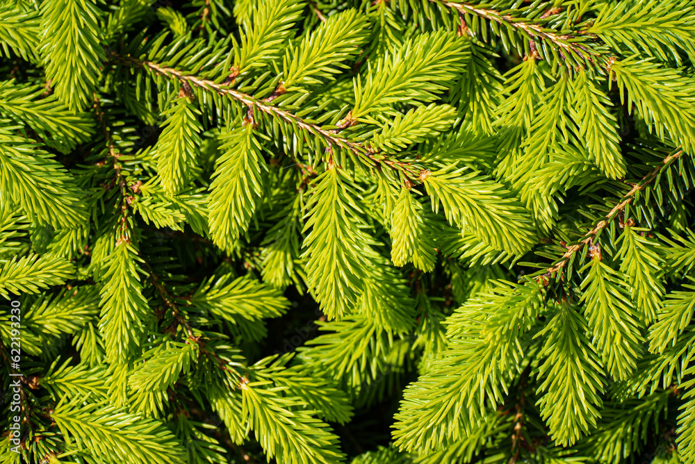 Poster green branches of spruce close-up. natural background