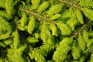 Green branches of spruce close-up. Natural background