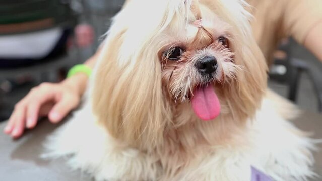 The cute Shih Tzu dog caught on camera is very adorable