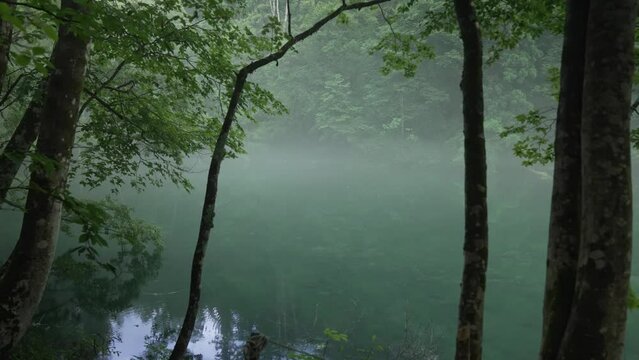 霧が立ち込める、夏の緑が鮮やかな早朝の龍ヶ窪