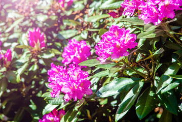 pink rhododendron blooms in the Botanical garden