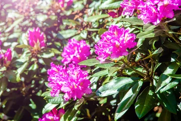 Crédence de cuisine en verre imprimé Azalée pink rhododendron blooms in the Botanical garden