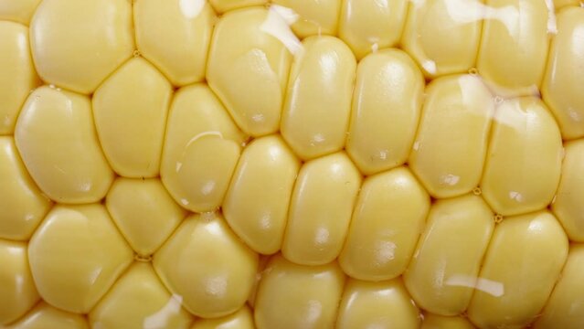 The background of corn kernels in cobs, with slow drips of oil or water, macro.