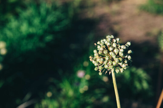 Edible inflorescence of garlic on the background of the field. 