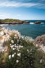 flowers on the cliffs of the Asturian coast with the Cantabrian sea in the background