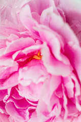 pink peony petals on the white