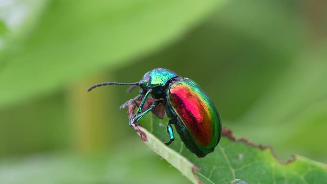 A macro video of a dogbane leaf beetle on a leaf.