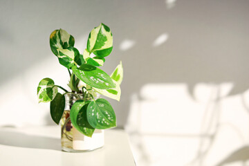 Tropical pothos houseplant with variegated leaves in water bottle, on the desk against white wall with morning light streams, Indoor Gardening.