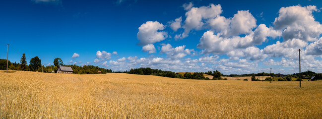 Panoramic agricultural landscape with ripe cereals: crop, rye, wheat. 