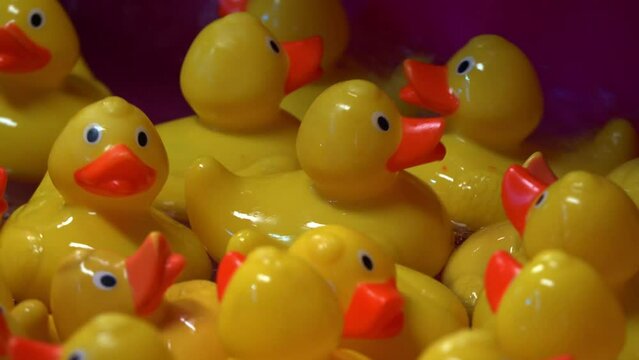 Cute yellow rubber ducks floating on the water, close up shot.