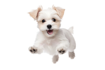 Transparent PNG - White Terrier Puppy
