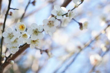 梅の花