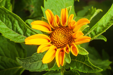 Chamomile yellow on a green background of leaves. Small decorative Heliopsis helianthoides. Botanical themes