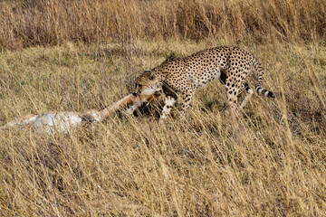 cheetah with killed prey in moremi game reserve